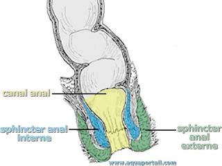 xnanal|anal.